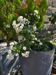 Luxury Escort Emi | Made In Japan