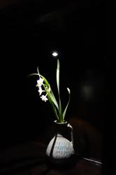 Luxury Escort Emi | Made In Japan