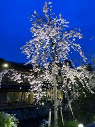 Luxury Escort Miwa | Made In Japan