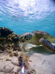 Luxury Escort Tina | Made In Japan